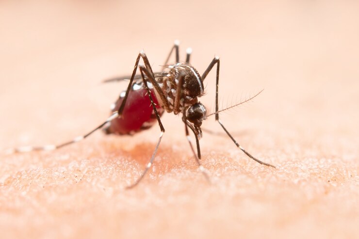 Aedes mosquito on skin