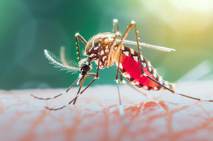 Anopheles mosquito on skin