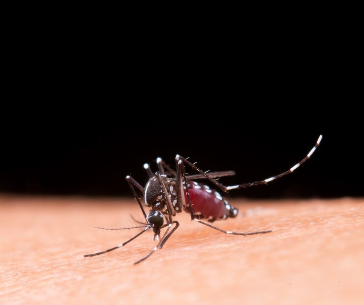 Culex mosquito on skin